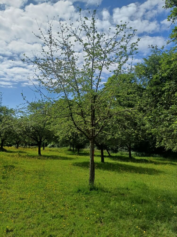 userfiles/produit/5581/arbre_var_145_doux normandie.jpg